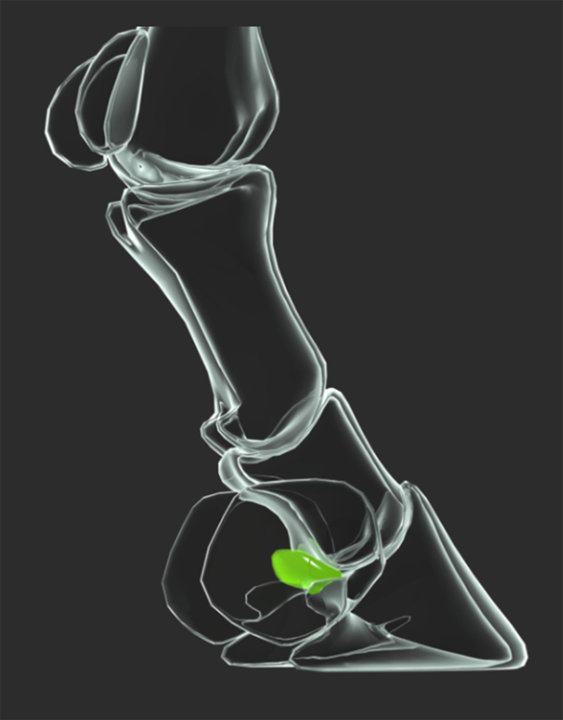 The navicular bone